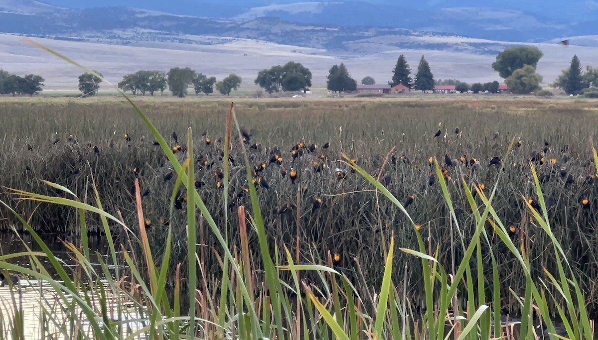שחרורית צהובת-ראש - ML641834585