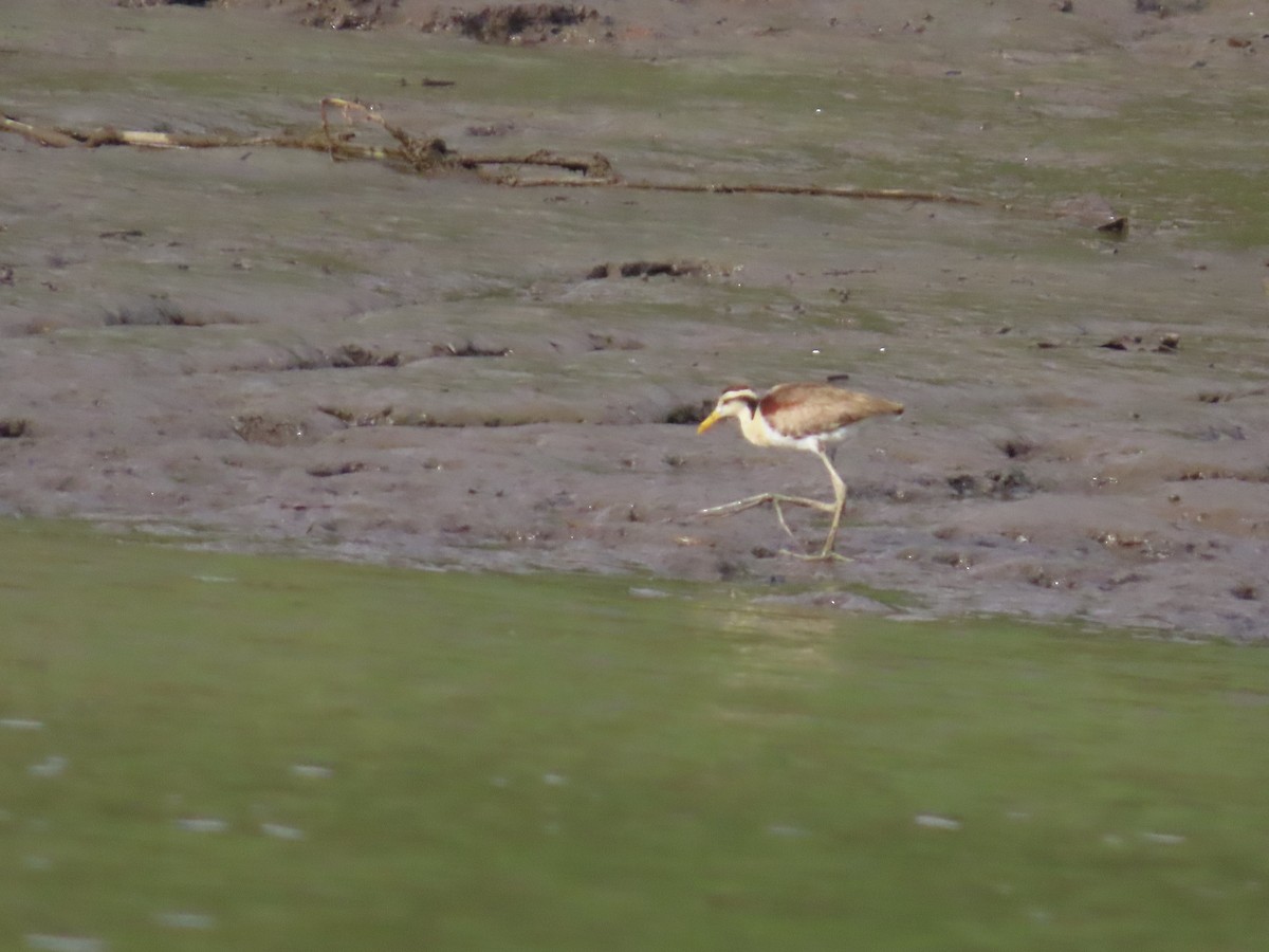 Northern Jacana - ML641834588