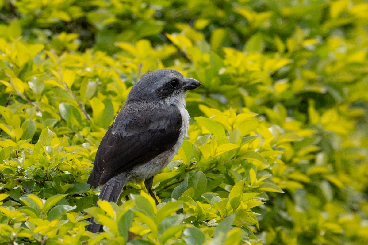 Mackinnon's Shrike - ML641834591