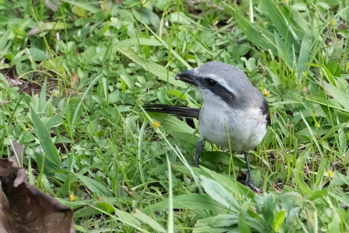 Mackinnon's Shrike - ML641834592
