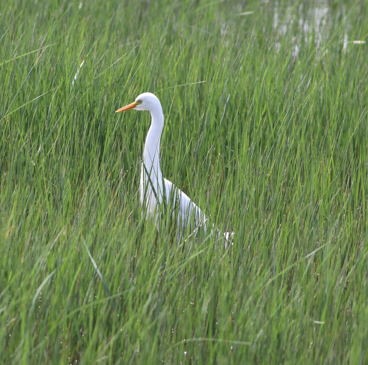 Yellow-billed Egret - ML641834601