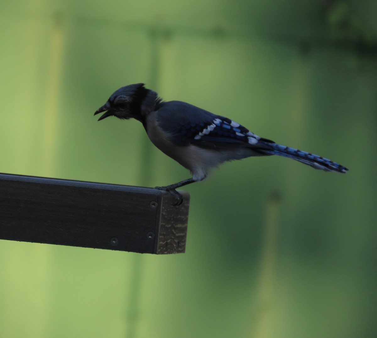 Blue Jay - ML641834603