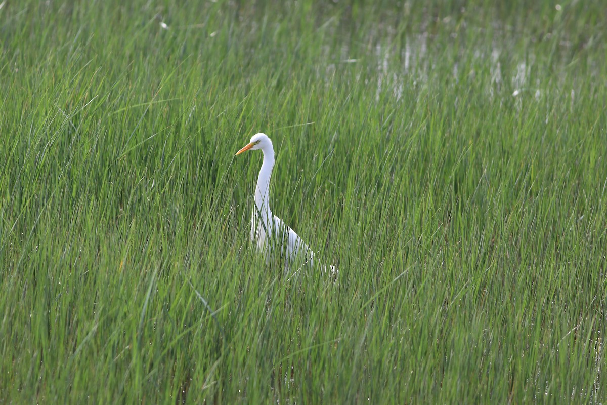 Yellow-billed Egret - ML641834604