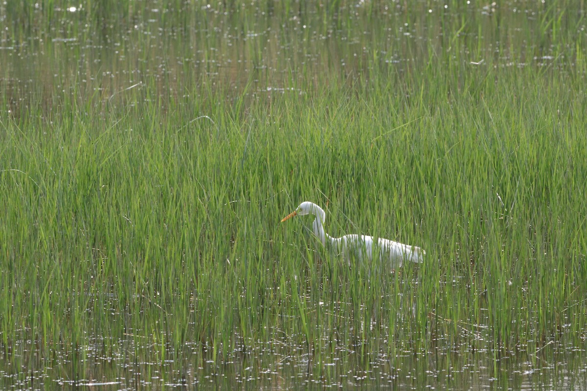 Yellow-billed Egret - ML641834605