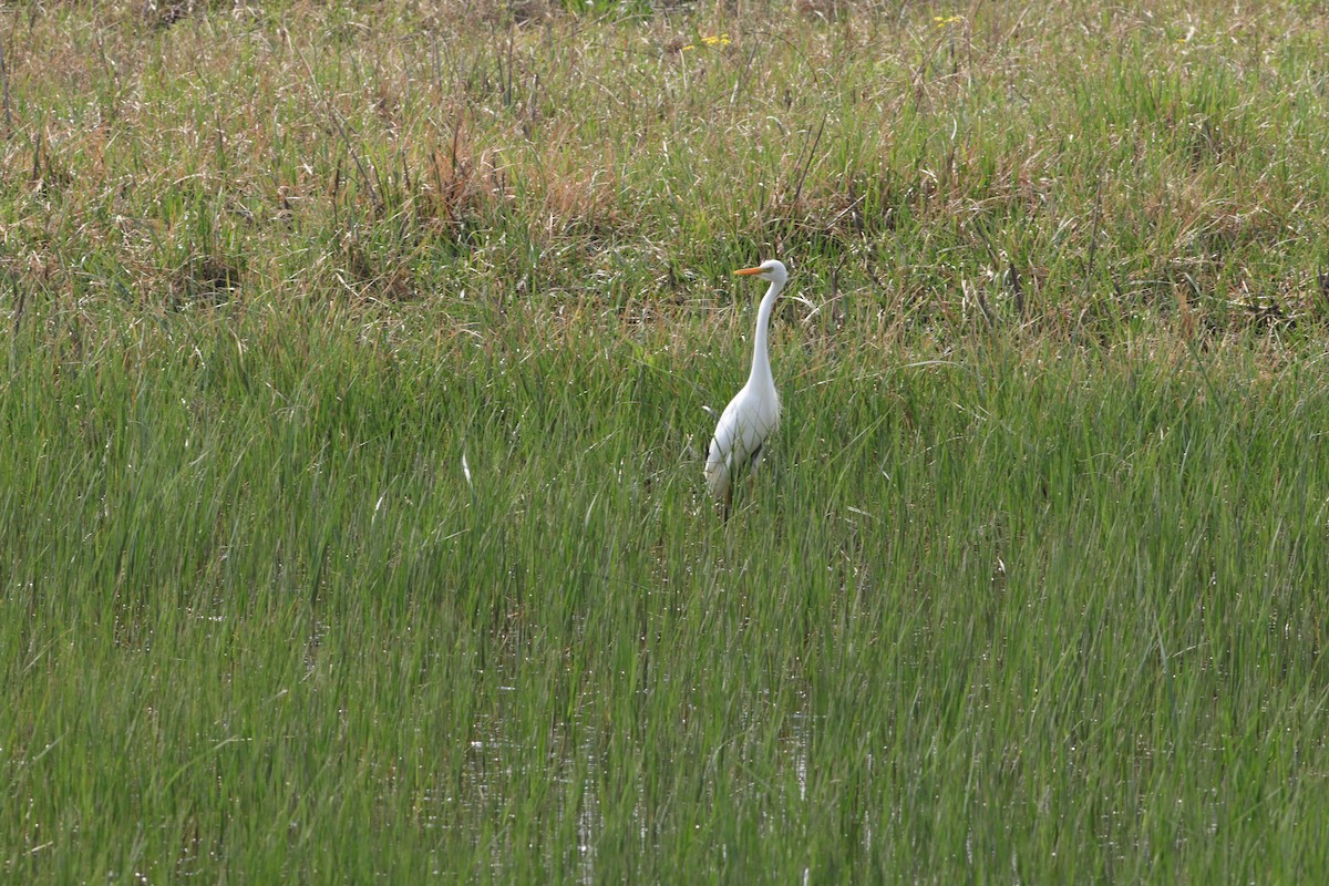 Yellow-billed Egret - ML641834606