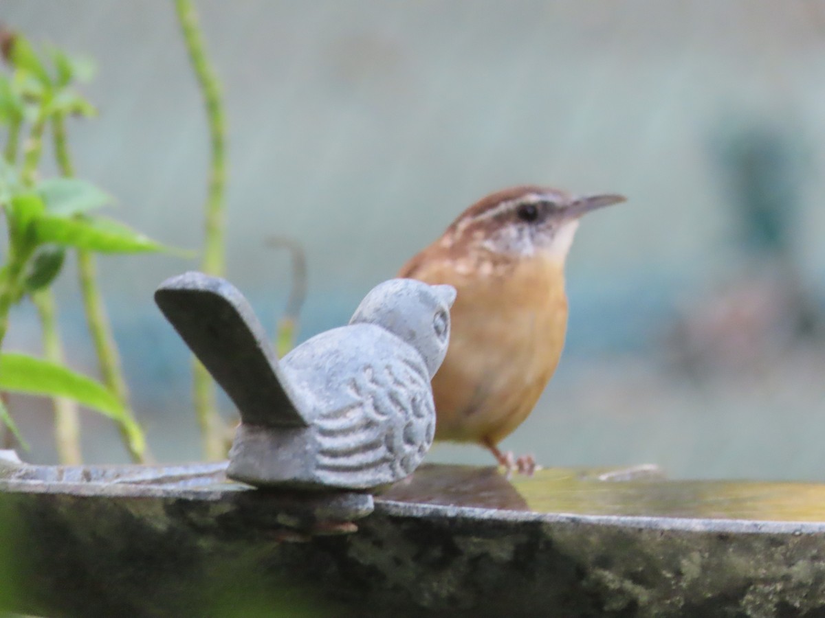 Carolina Wren - ML641834622