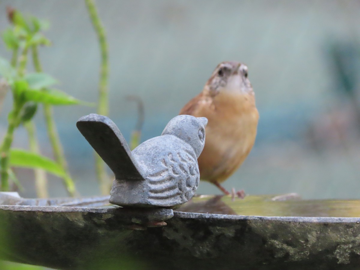 Carolina Wren - ML641834623