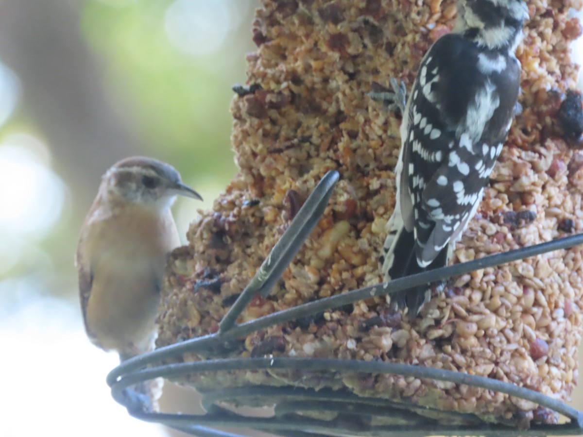 Carolina Wren - ML641834625