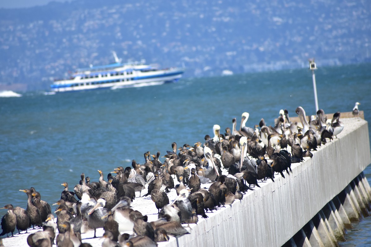 Double-crested Cormorant - ML641834628