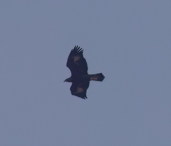 Golden Eagle - ML641834629