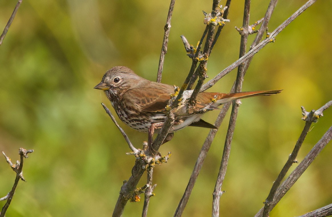Fox Sparrow - ML641834632
