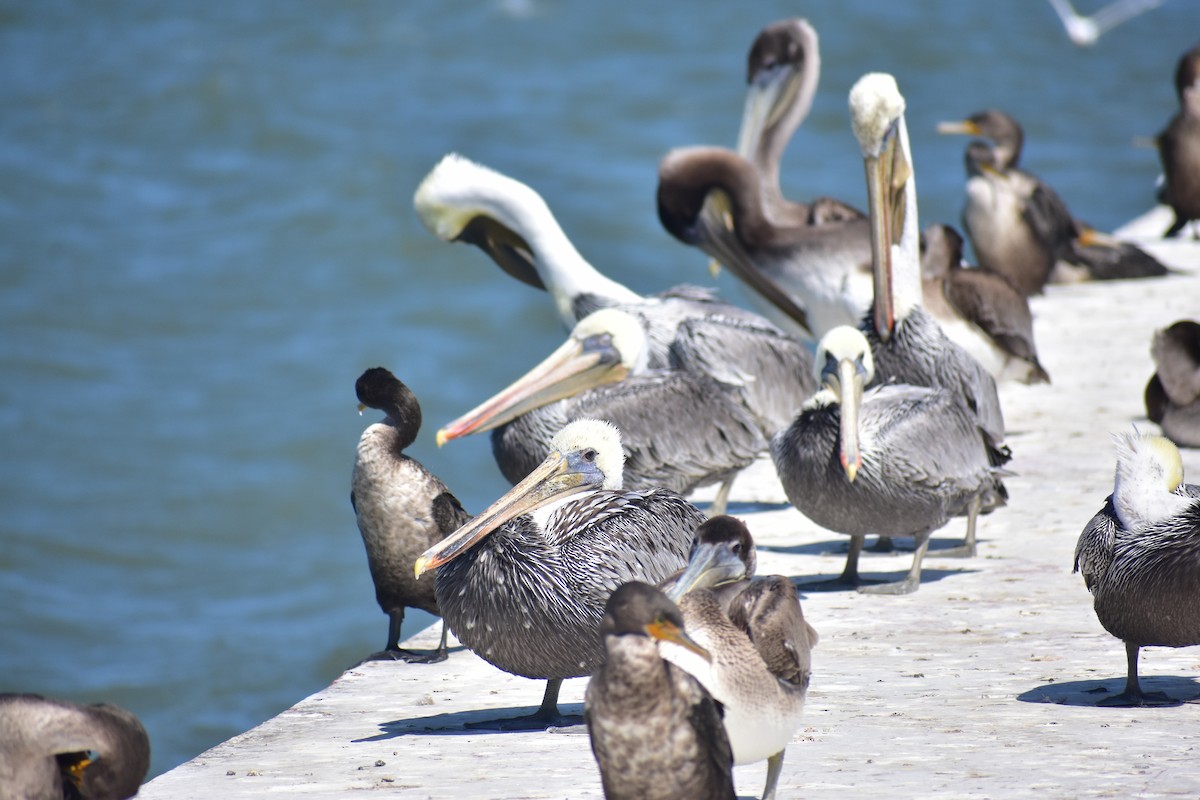 Brown Pelican - ML641834633