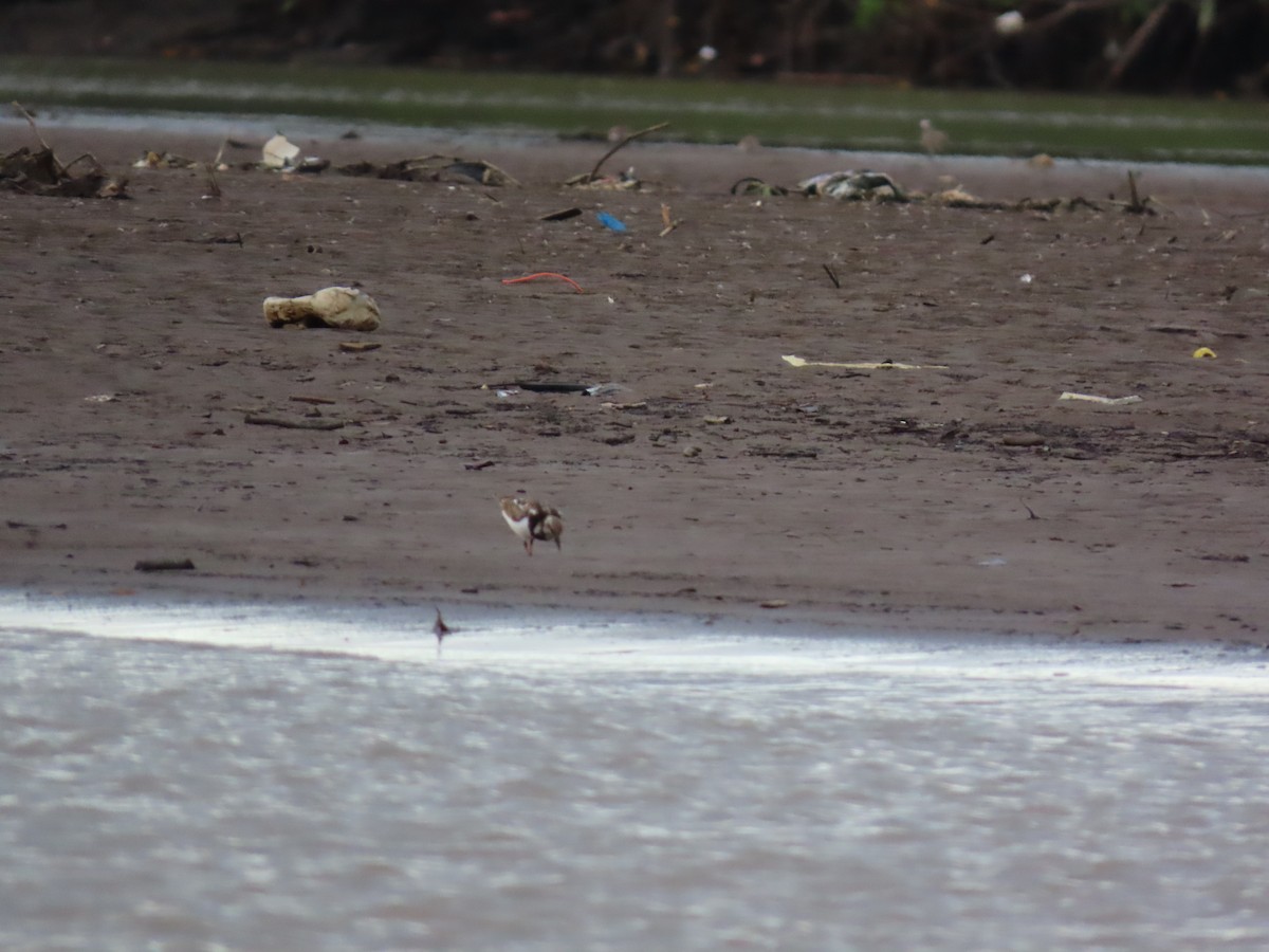 Ruddy Turnstone - ML641834634
