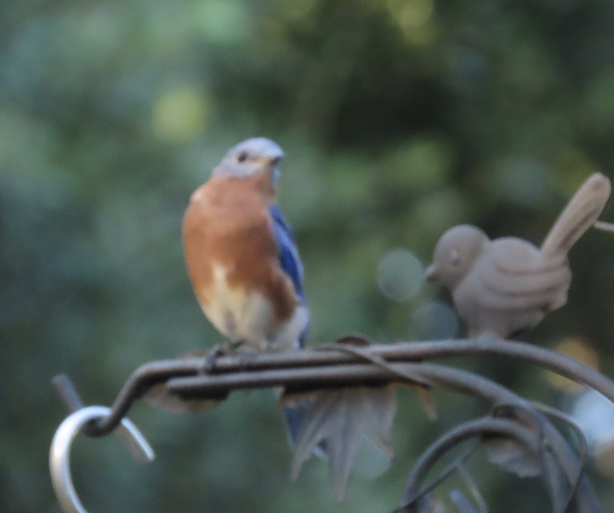 Eastern Bluebird - ML641834635