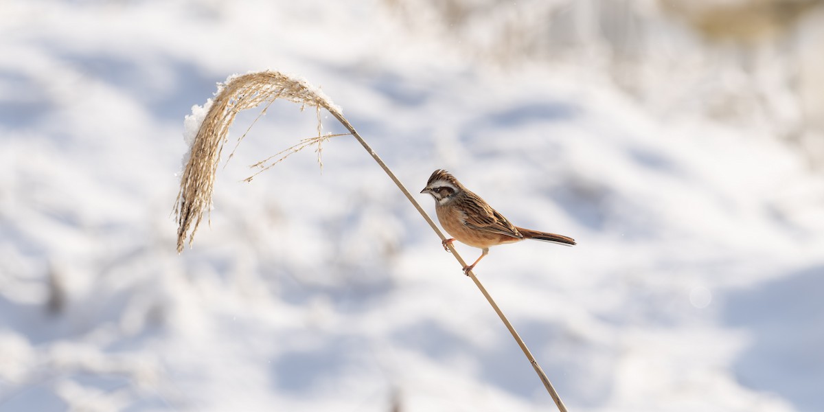 Meadow Bunting - ML641834636