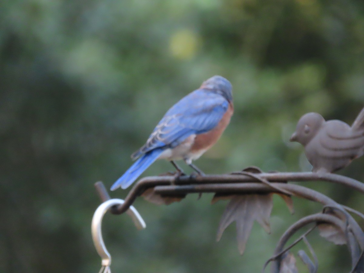 Eastern Bluebird - ML641834637
