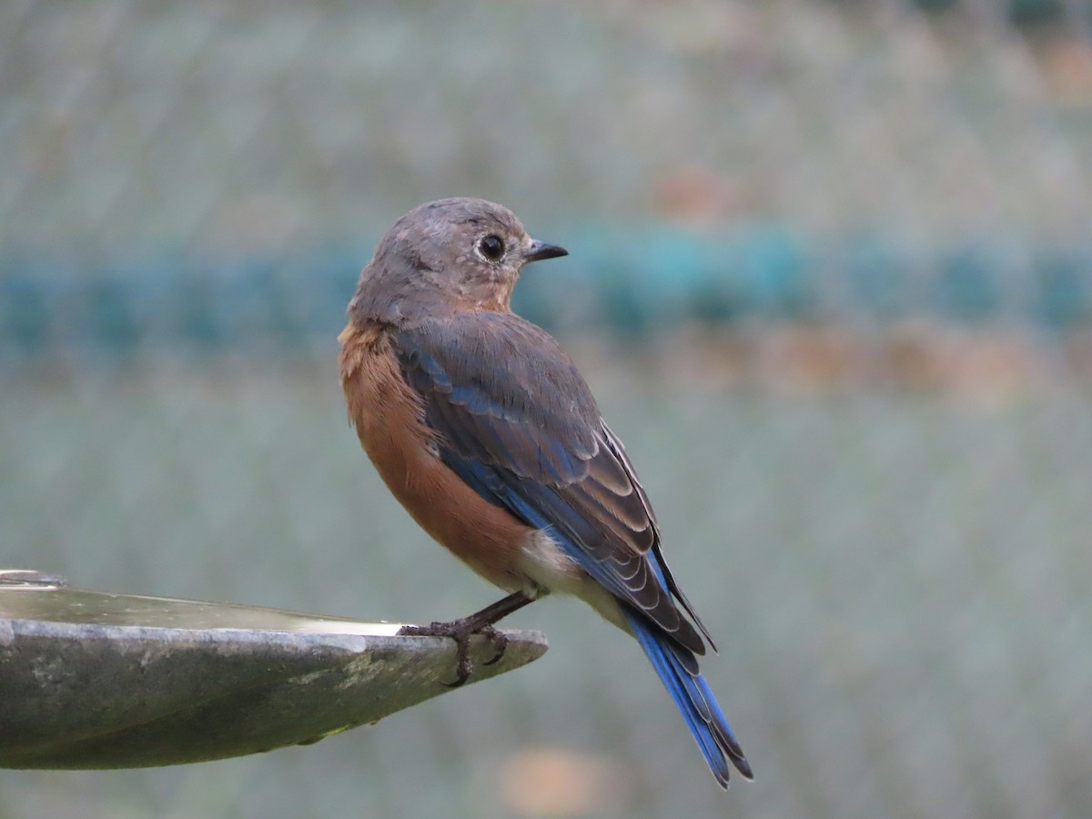 Eastern Bluebird - ML641834638