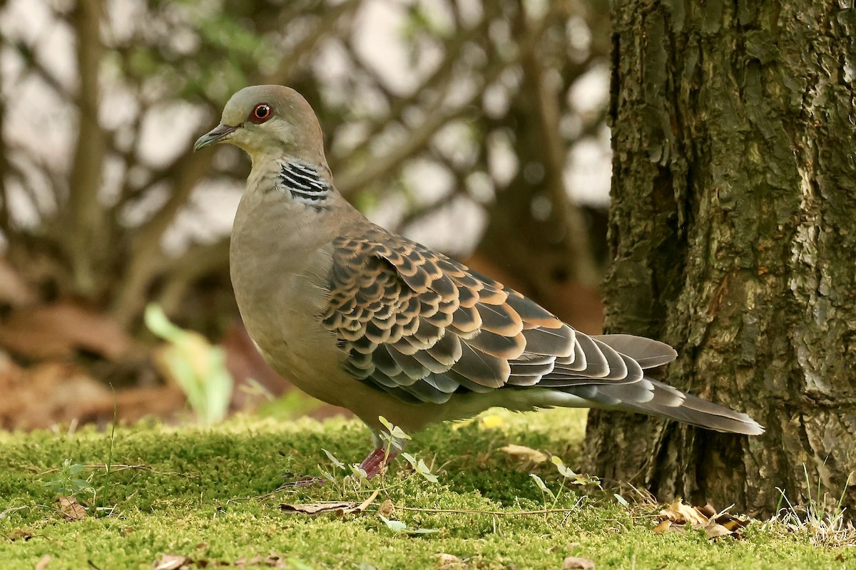 Oriental Turtle-Dove - ML641834639