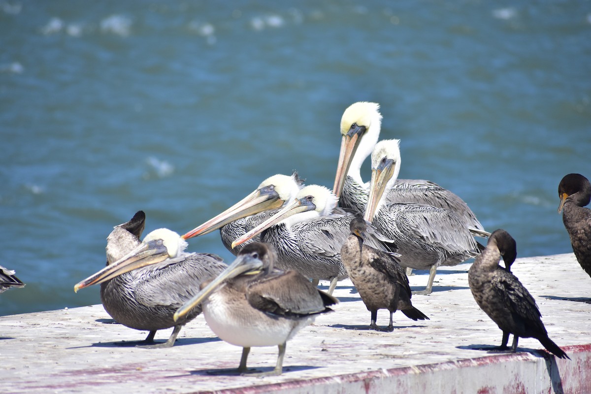 Brown Pelican - ML641834640