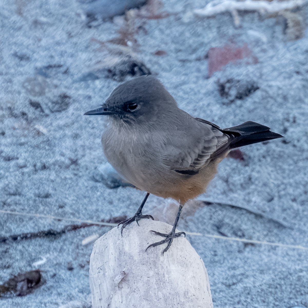Say's Phoebe - ML641834643