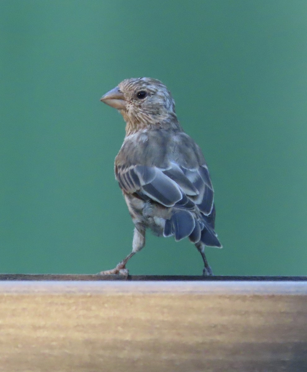 House Finch - ML641834644