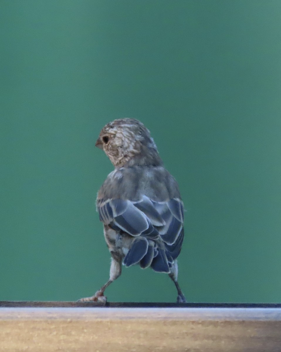 House Finch - ML641834645