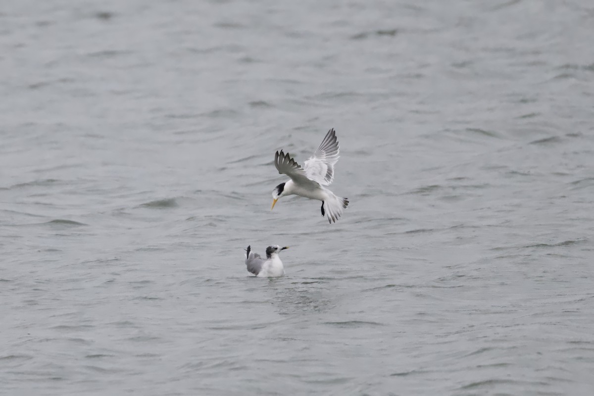 Sabine's Gull - ML641834646