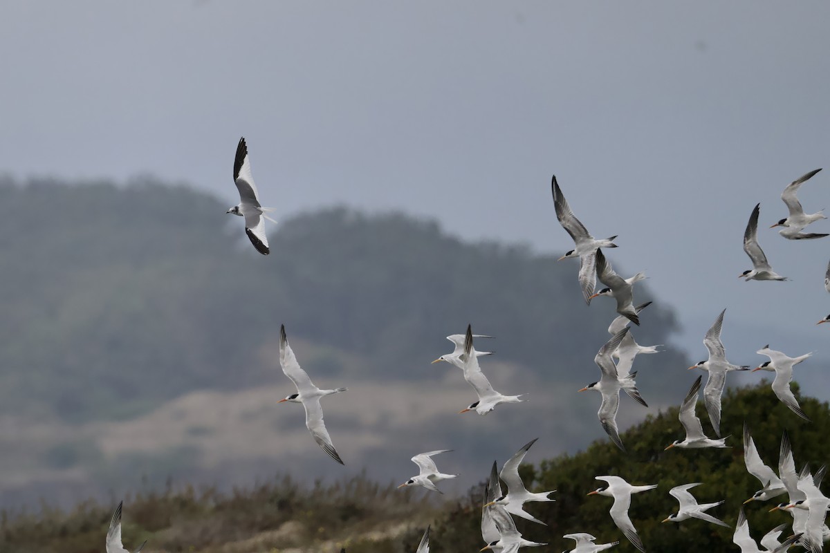 Sabine's Gull - ML641834647