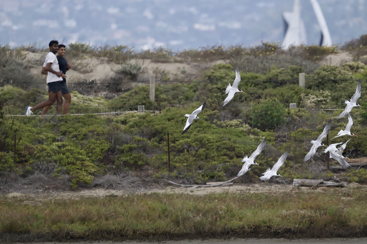 Sabine's Gull - ML641834648