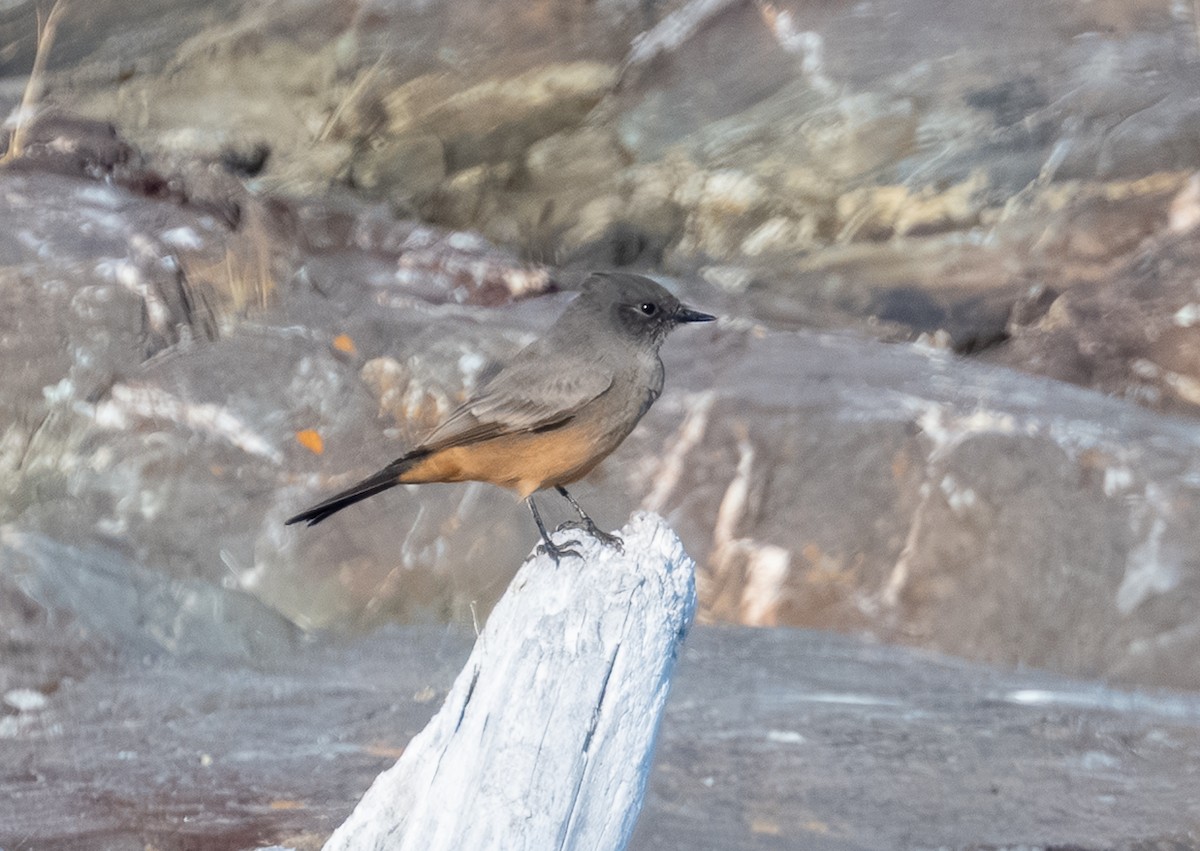 Say's Phoebe - ML641834649