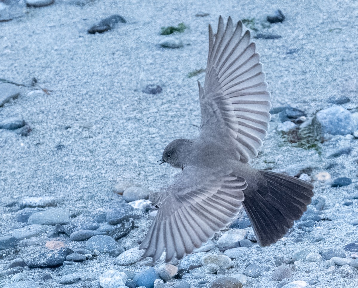 Say's Phoebe - ML641834650