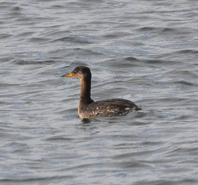 Red-necked Grebe - ML641834651