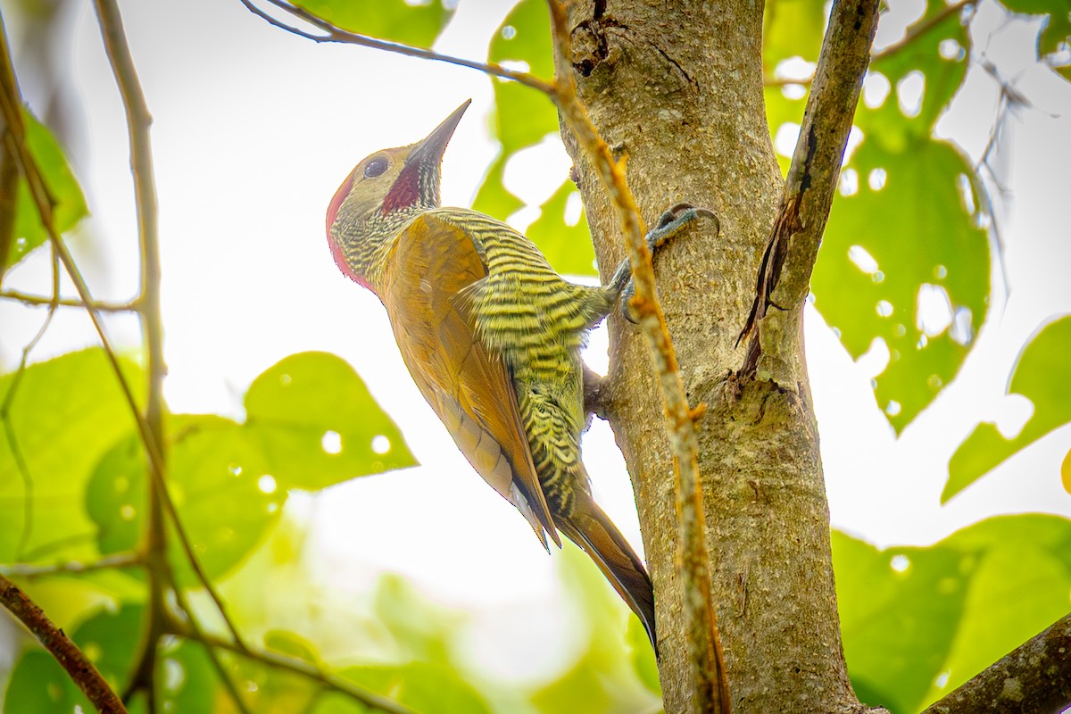 Golden-olive Woodpecker (Golden-olive) - ML641834652