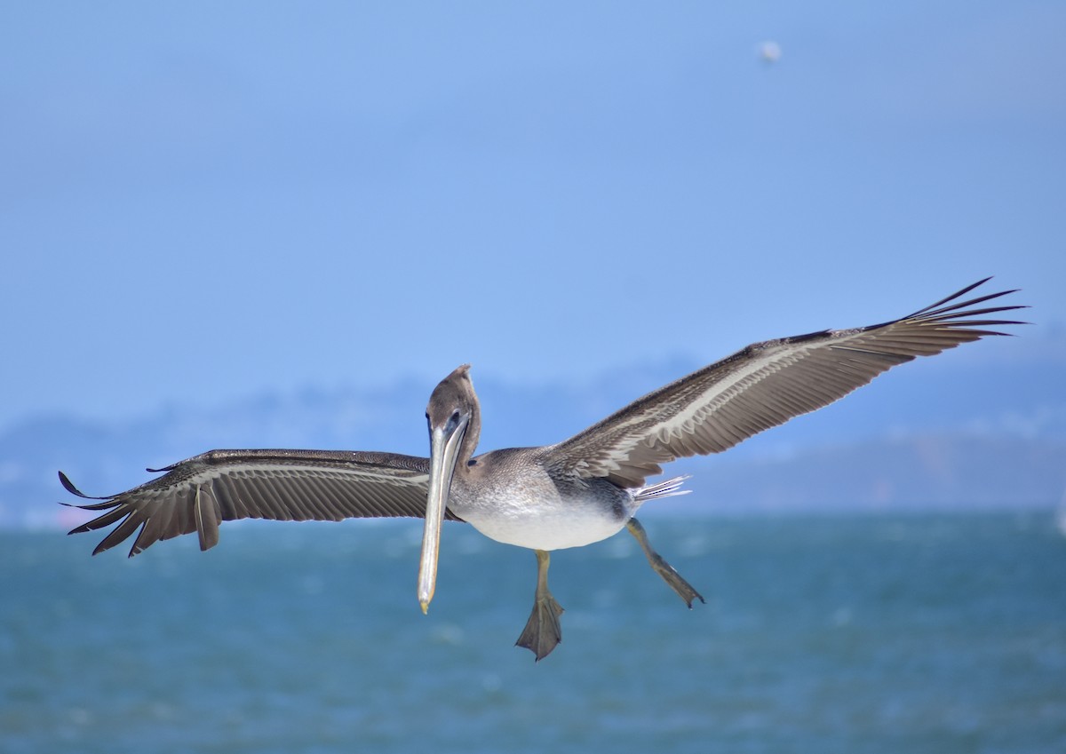 Brown Pelican - ML641834653