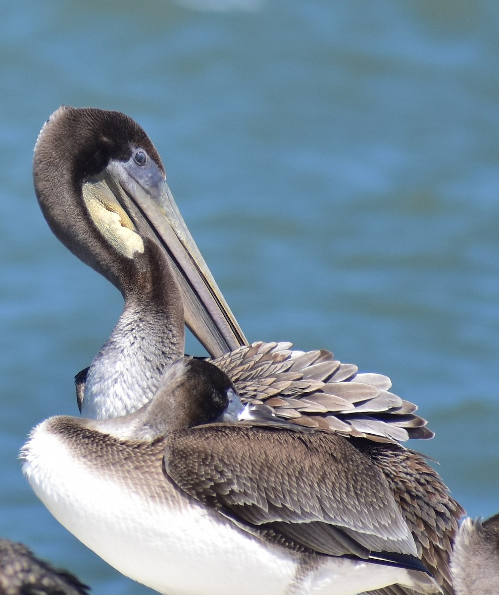 Brown Pelican - ML641834654