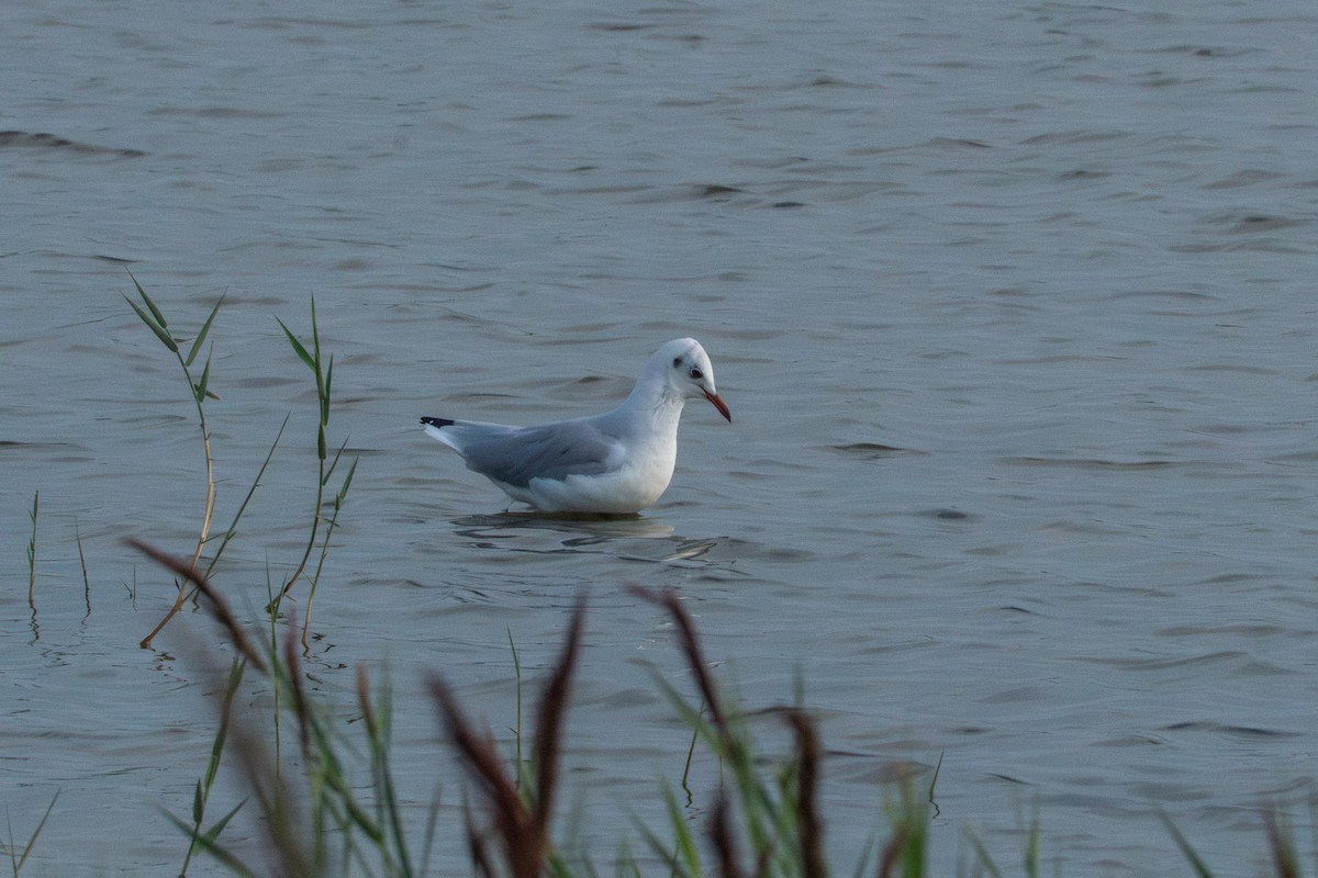 Black-headed Gull - ML641834657