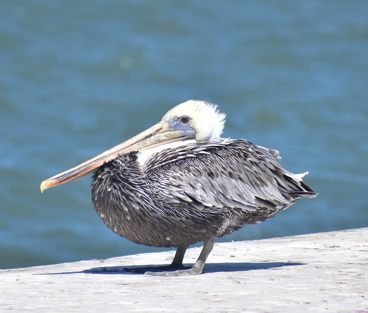 Brown Pelican - ML641834666