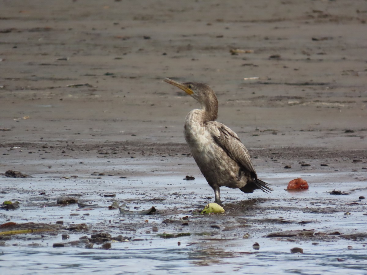 Neotropic Cormorant - ML641834708