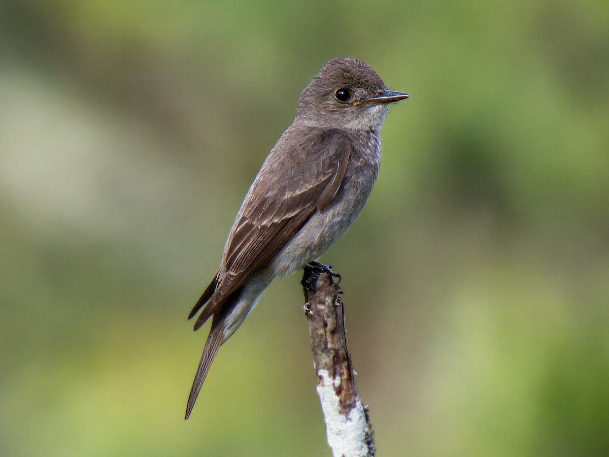 Western Wood-Pewee - ML641834714
