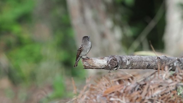 Western Wood-Pewee - ML641834721