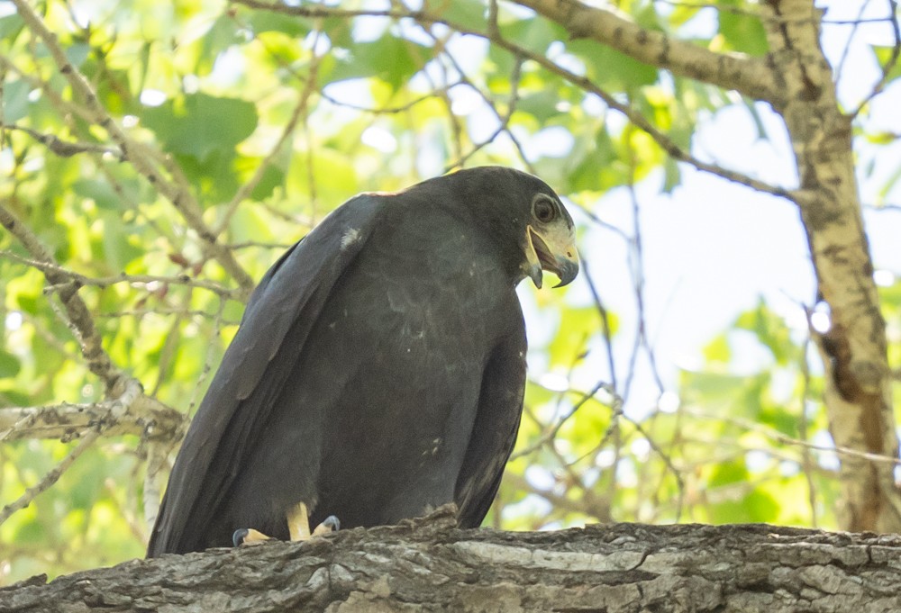 Zone-tailed Hawk - ML641834735