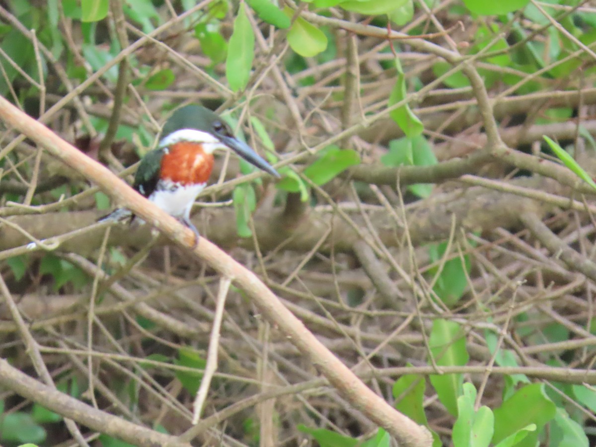 Green Kingfisher - ML641834762