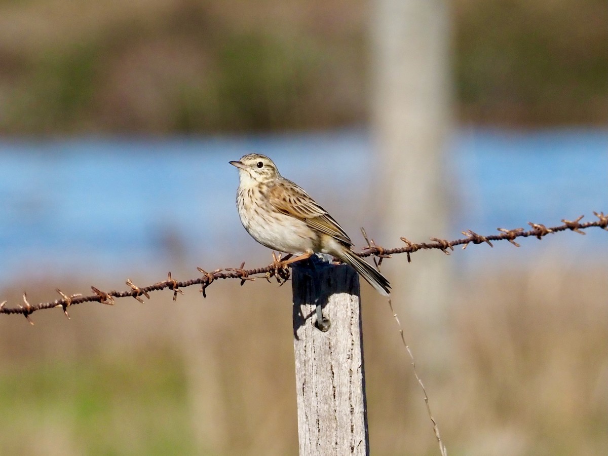 Australian Pipit - ML641834763