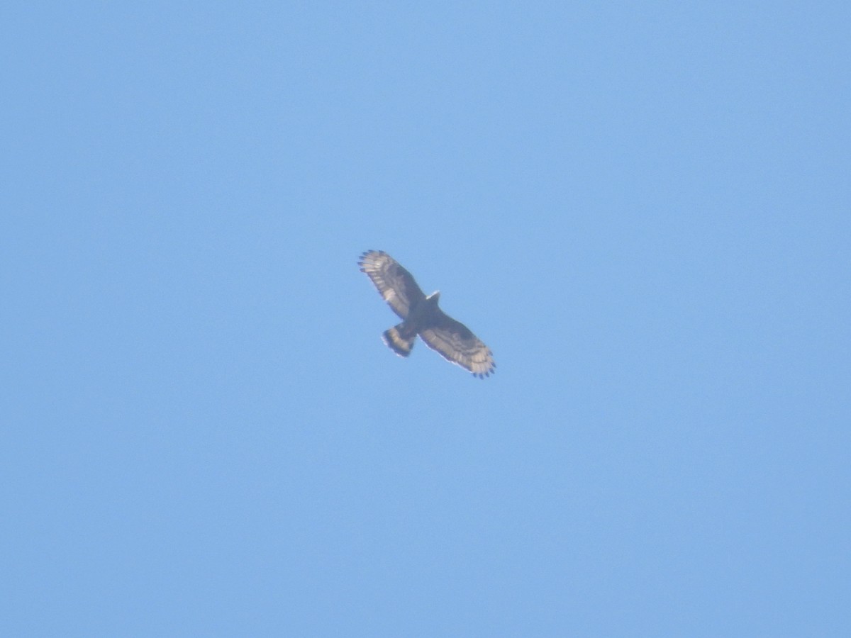 Oriental Honey-buzzard - ML641834765