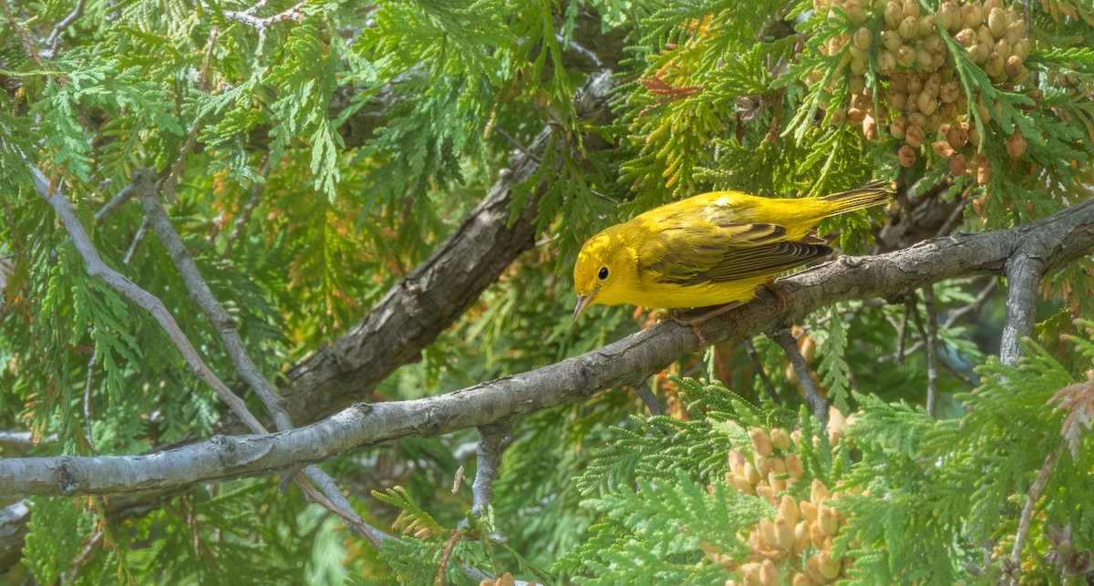 Yellow Warbler (Northern) - ML641834767