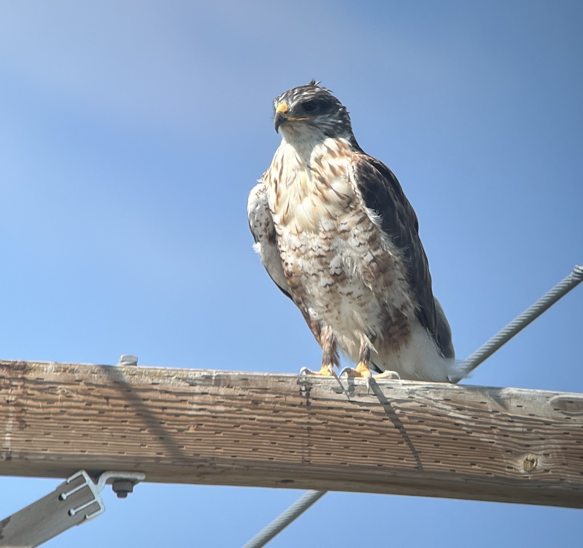 Ferruginous Hawk - ML641834775