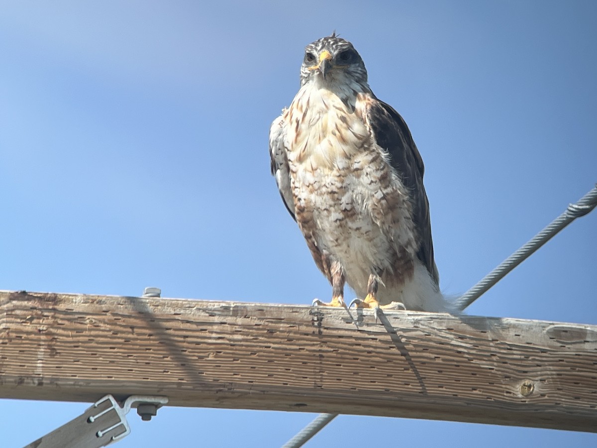 Ferruginous Hawk - ML641834776