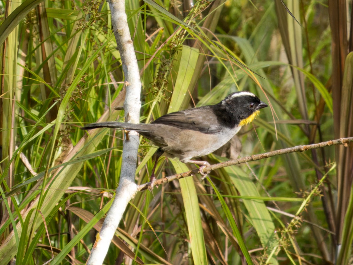 White-naped Brushfinch - ML641834792
