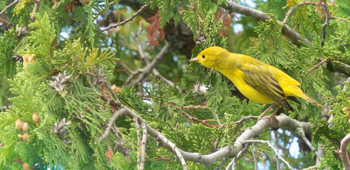 Yellow Warbler (Northern) - ML641834794