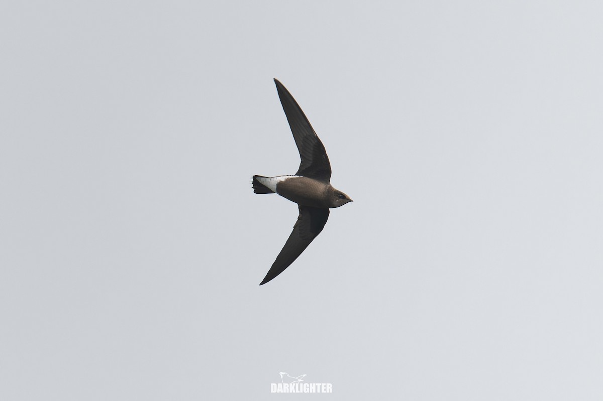 Silver-backed Needletail - ML641834812